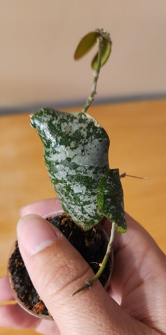 Hoya Imbricata