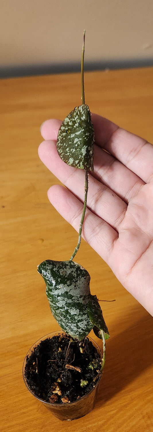 Hoya Imbricata