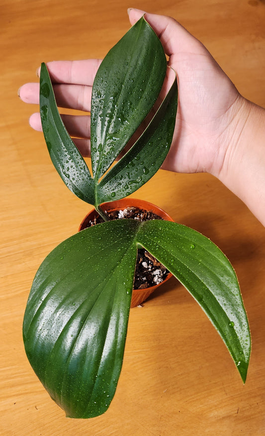 Rhaphidophora ''Dragon Tail''