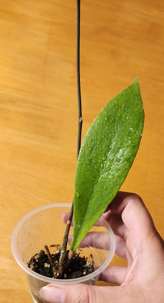 Hoya Estrella Waterfalls