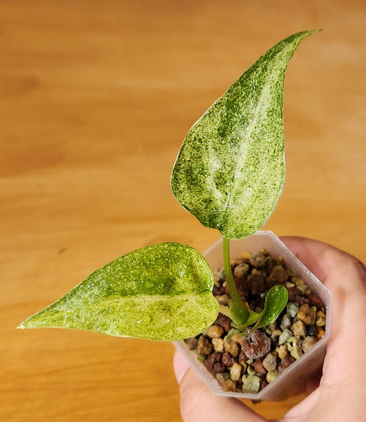 Alocasia Cucullata Mint Variegated