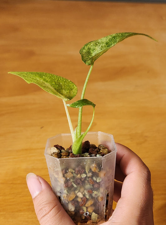 Alocasia Cucullata Mint Variegated