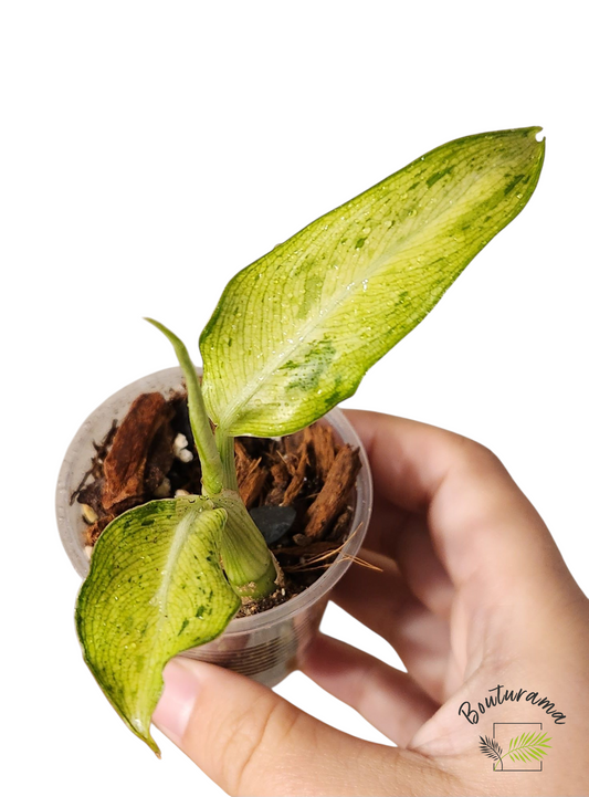 Dieffenbachia Camouflage