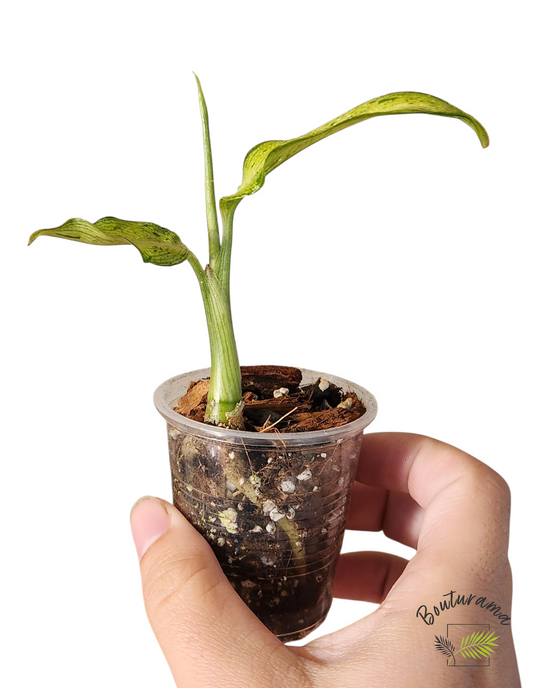 Dieffenbachia Camouflage