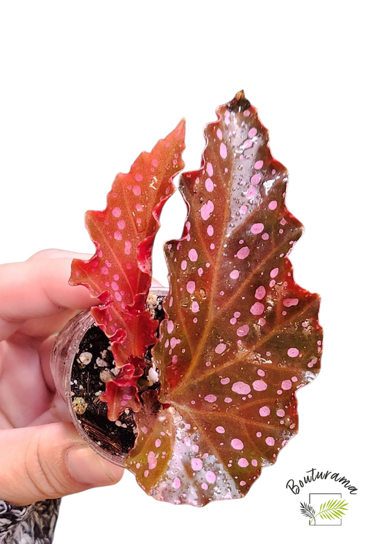Begonia Cracklin Rosie💚Rabais Action de Grâce