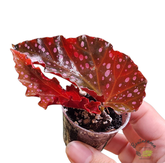 Begonia Cracklin Rosie💚Rabais Action de Grâce