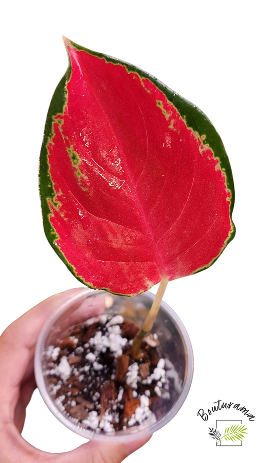 Aglaonema Star King Red