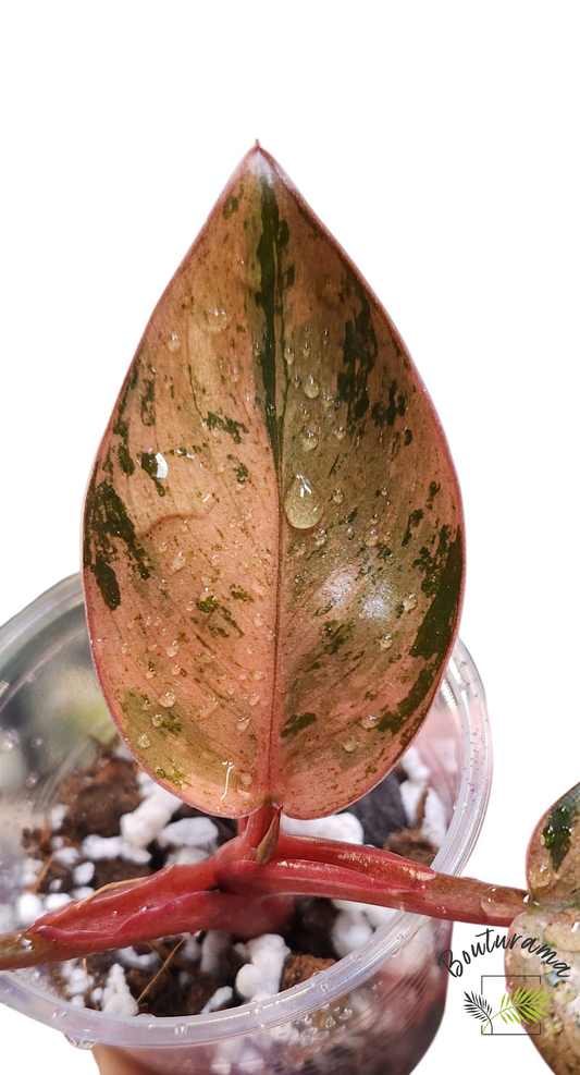 Philodendron Red Congo Dwarf Mint Variegated 💚Rabais Action de Grâce