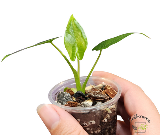 Alocasia Okinawa Silver