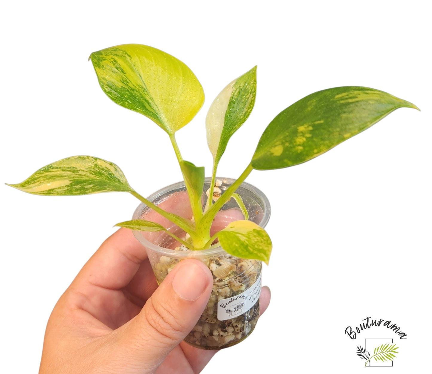 Philodendron Warscewiczii Variegata (tc)