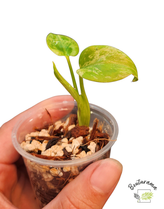 Monstera Bulbasaur (tc)