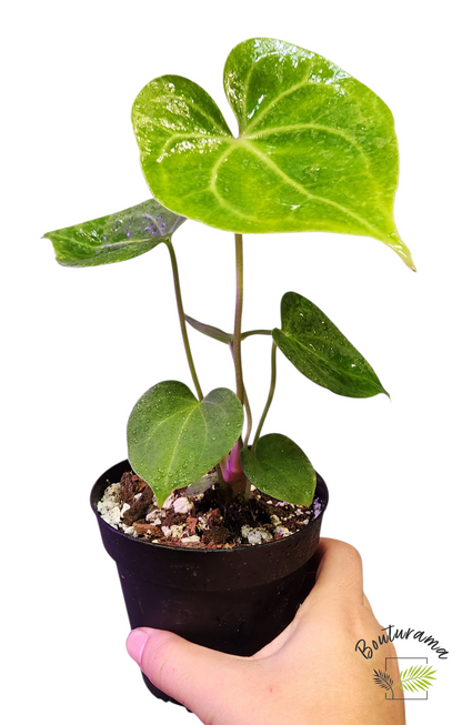 Anthurium Clarinervium