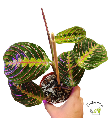 Maranta leuconeura erythroneura (Rouge)