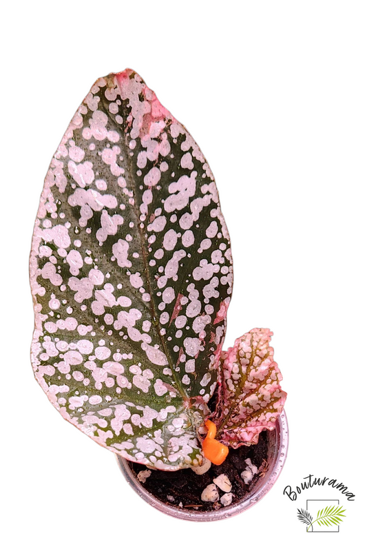 Begonia Snowcapped Variegata