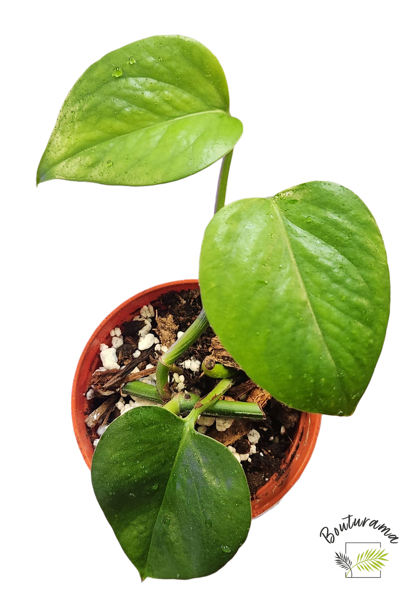 Pothos Golden