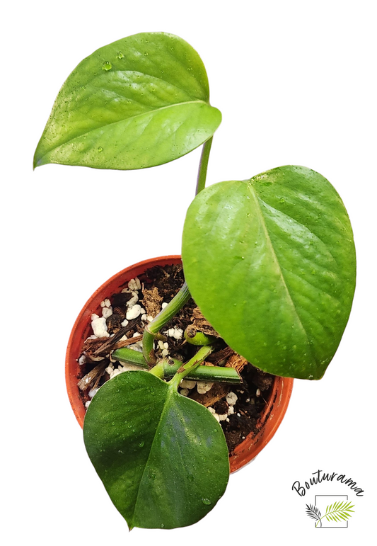 Pothos Golden
