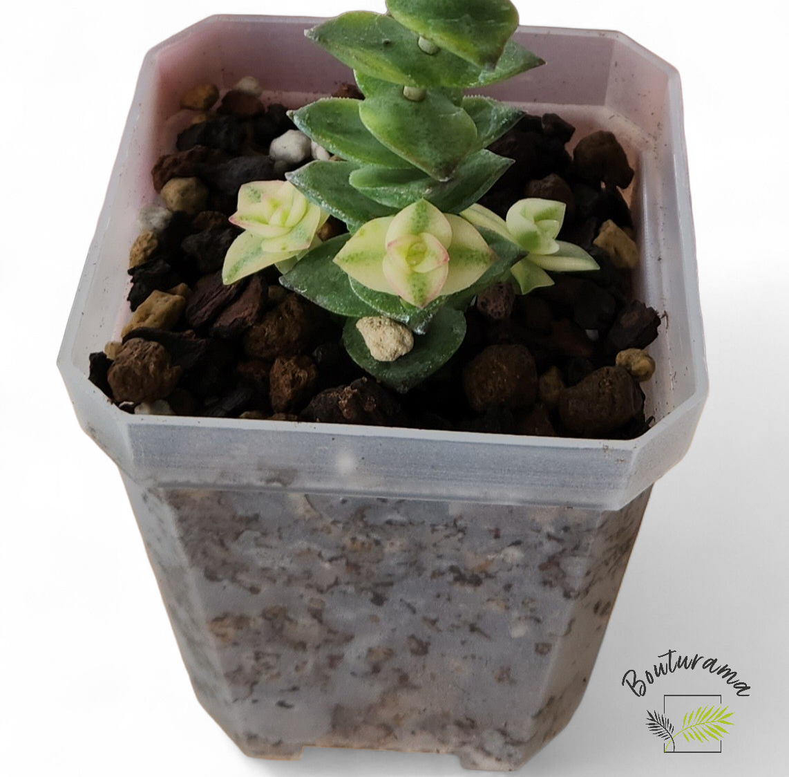 Crassula Perforata Variegata