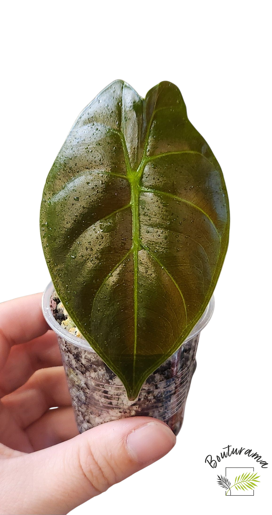 Alocasia Golden Bone