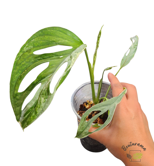 Monstera Adansonii Indo Mint