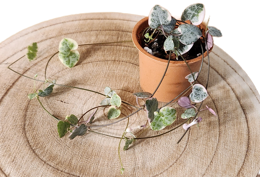 Chaine de coeur variegated