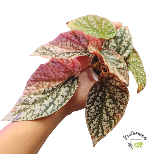 Begonia Snowcapped Variegata