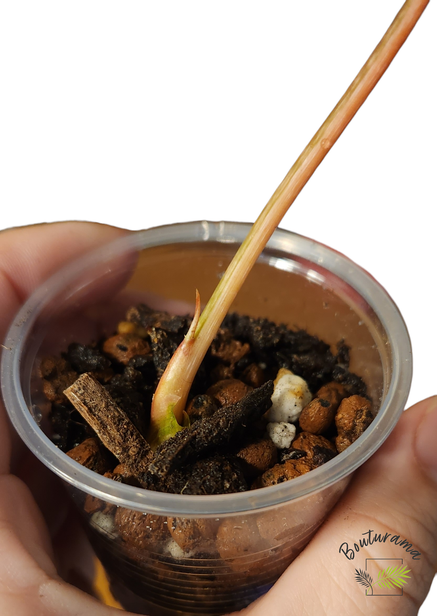 Philodendron Gloriosum Variegata