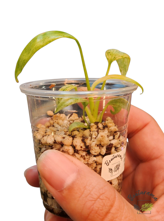 Epipremnum Giganteum Marble (TC)