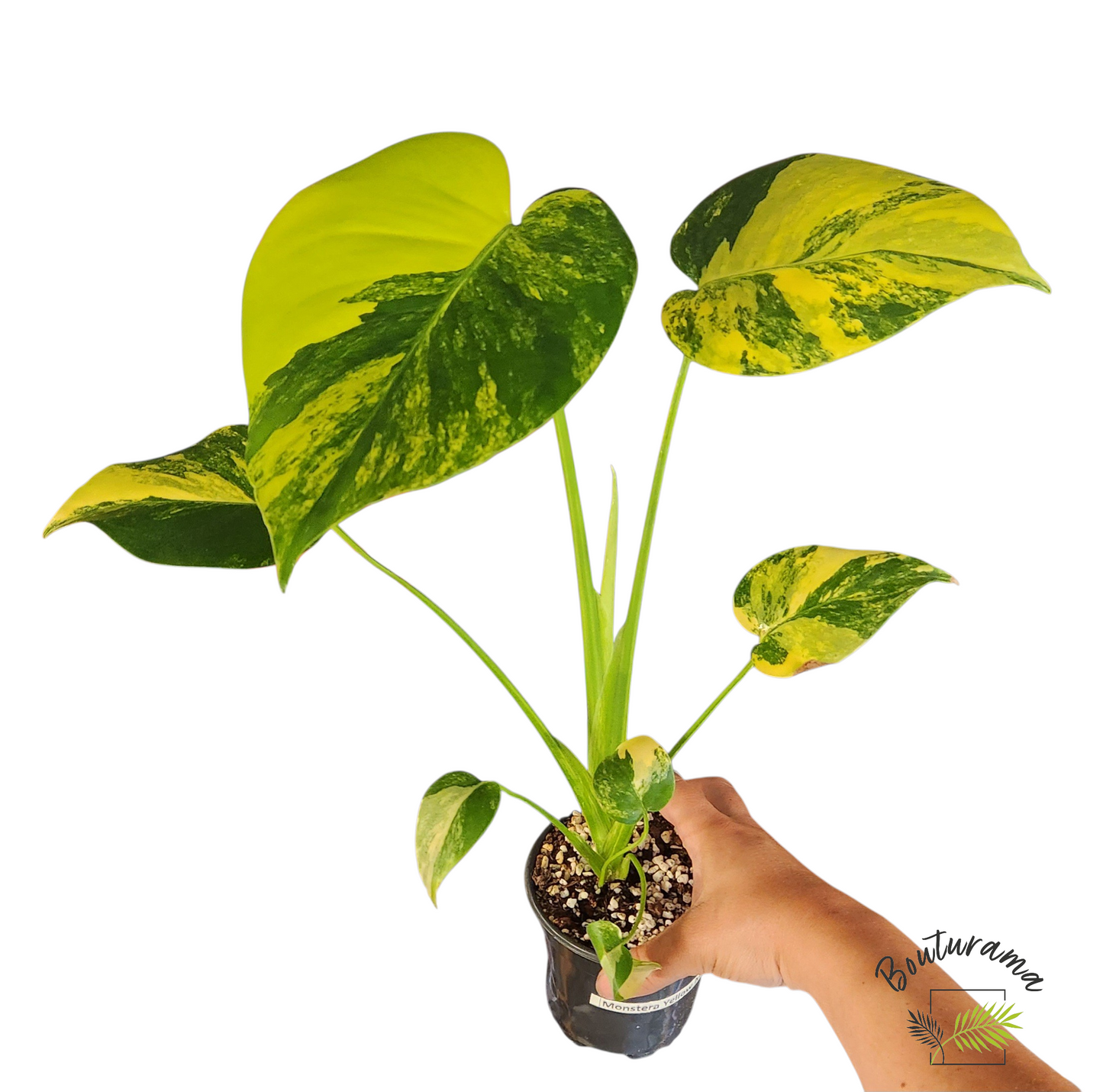 Monstera "Yellow Marilyn"