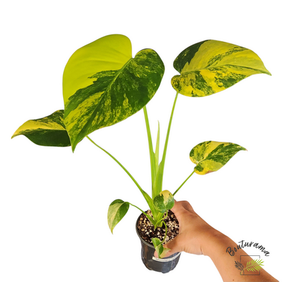 Monstera "Yellow Marilyn"