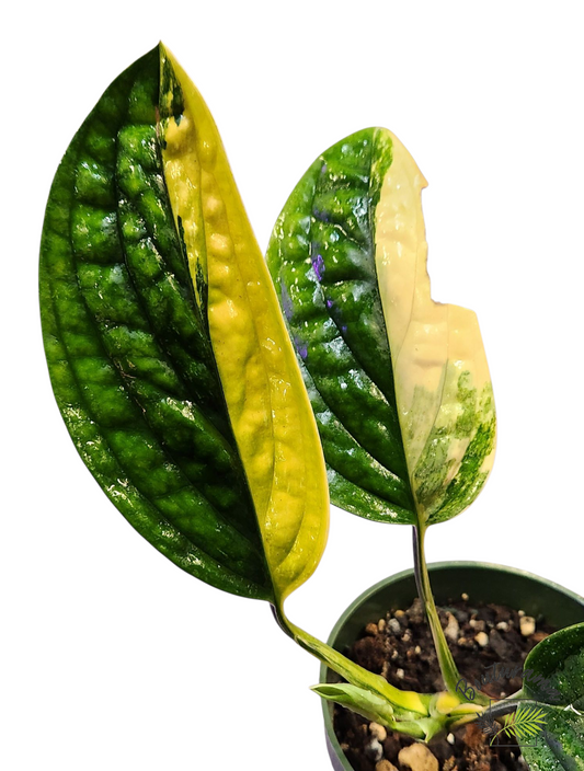 Monstera Peru Variegata