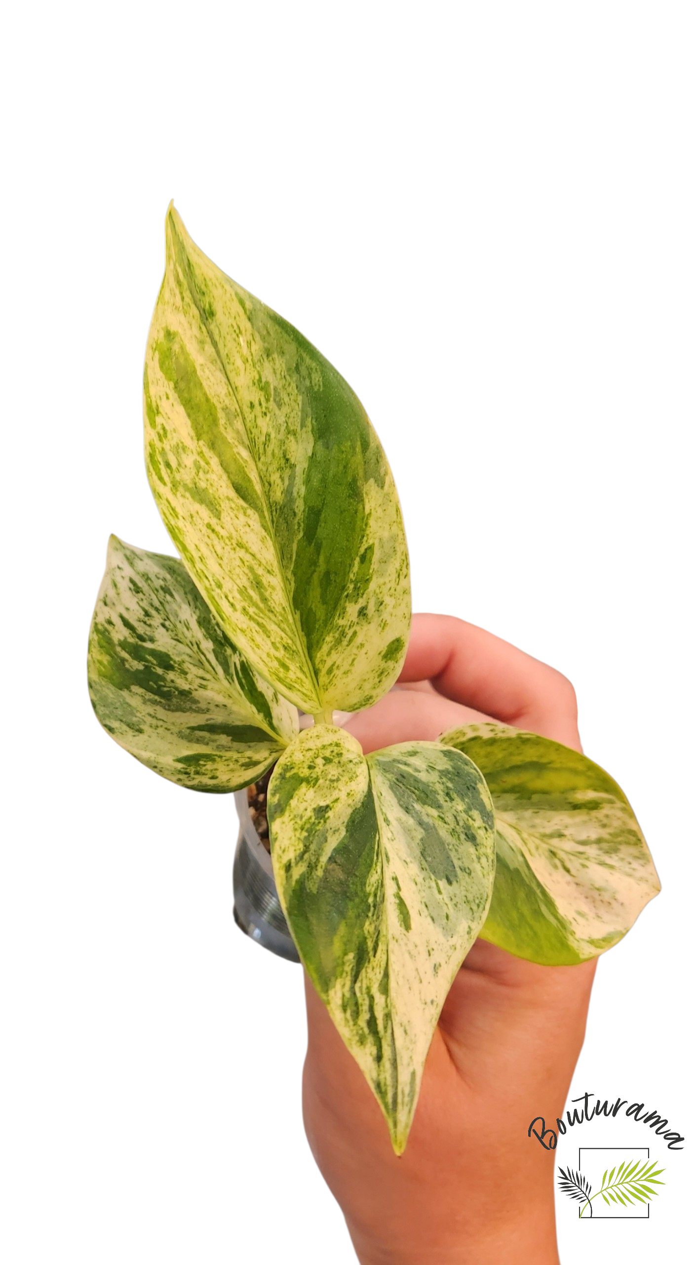Pothos Marble Queen