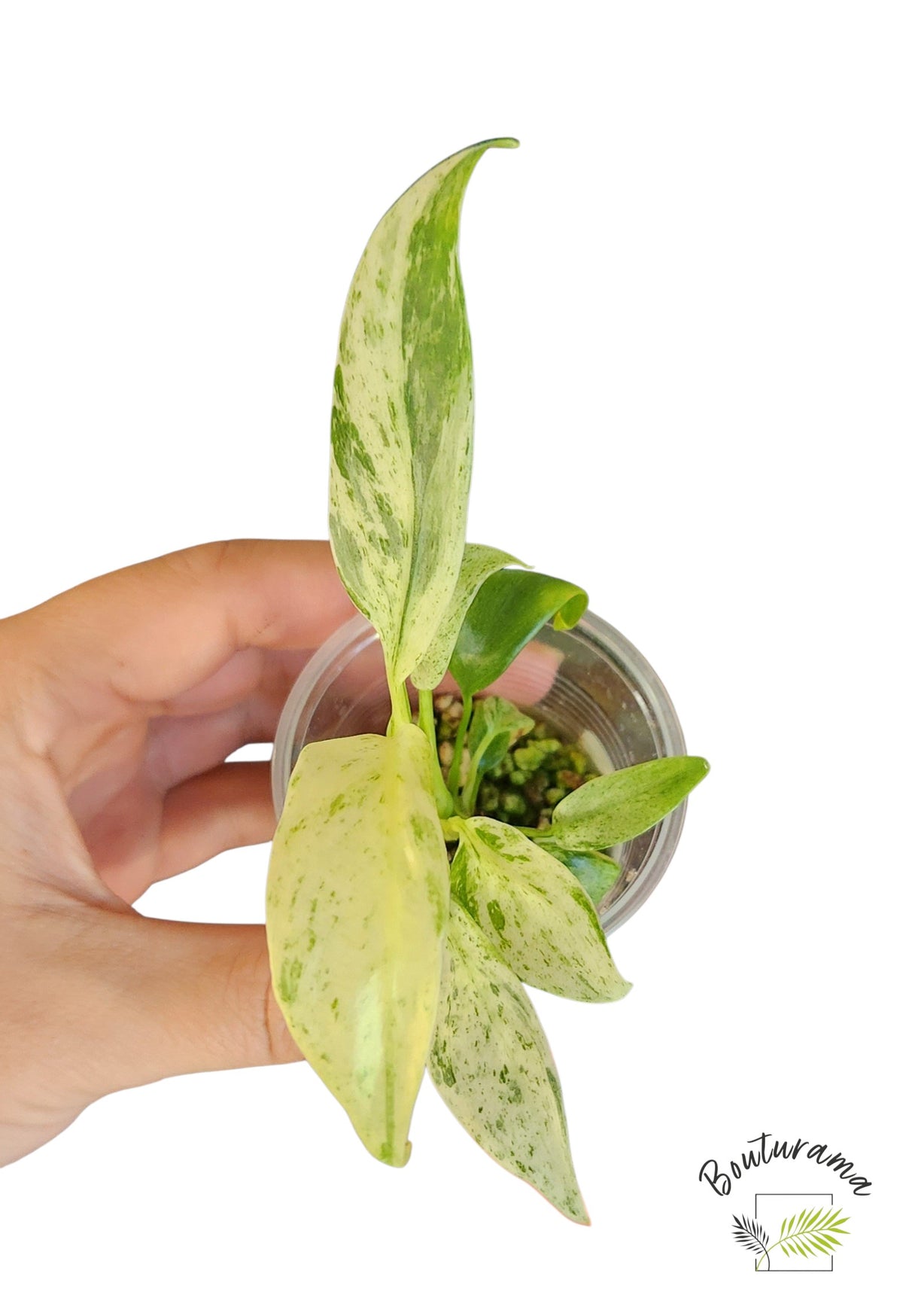 Epipremnum Giganteum Marble