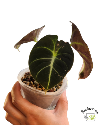 Alocasia Black Velvet Pink