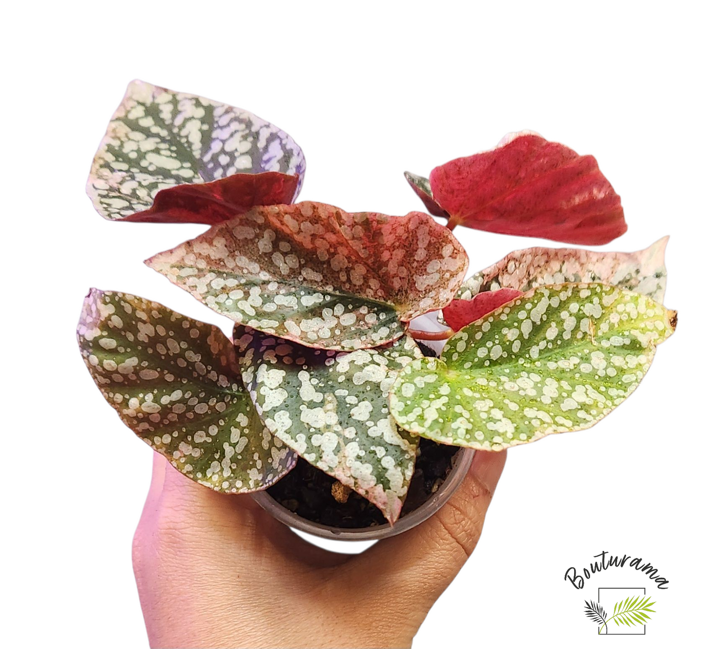 Begonia Snowcapped Variegata