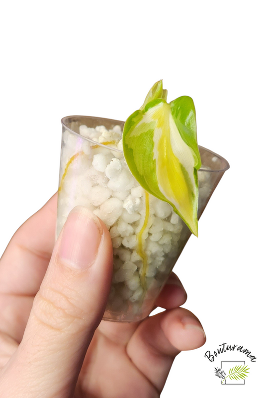 Philodendron Cream Splash