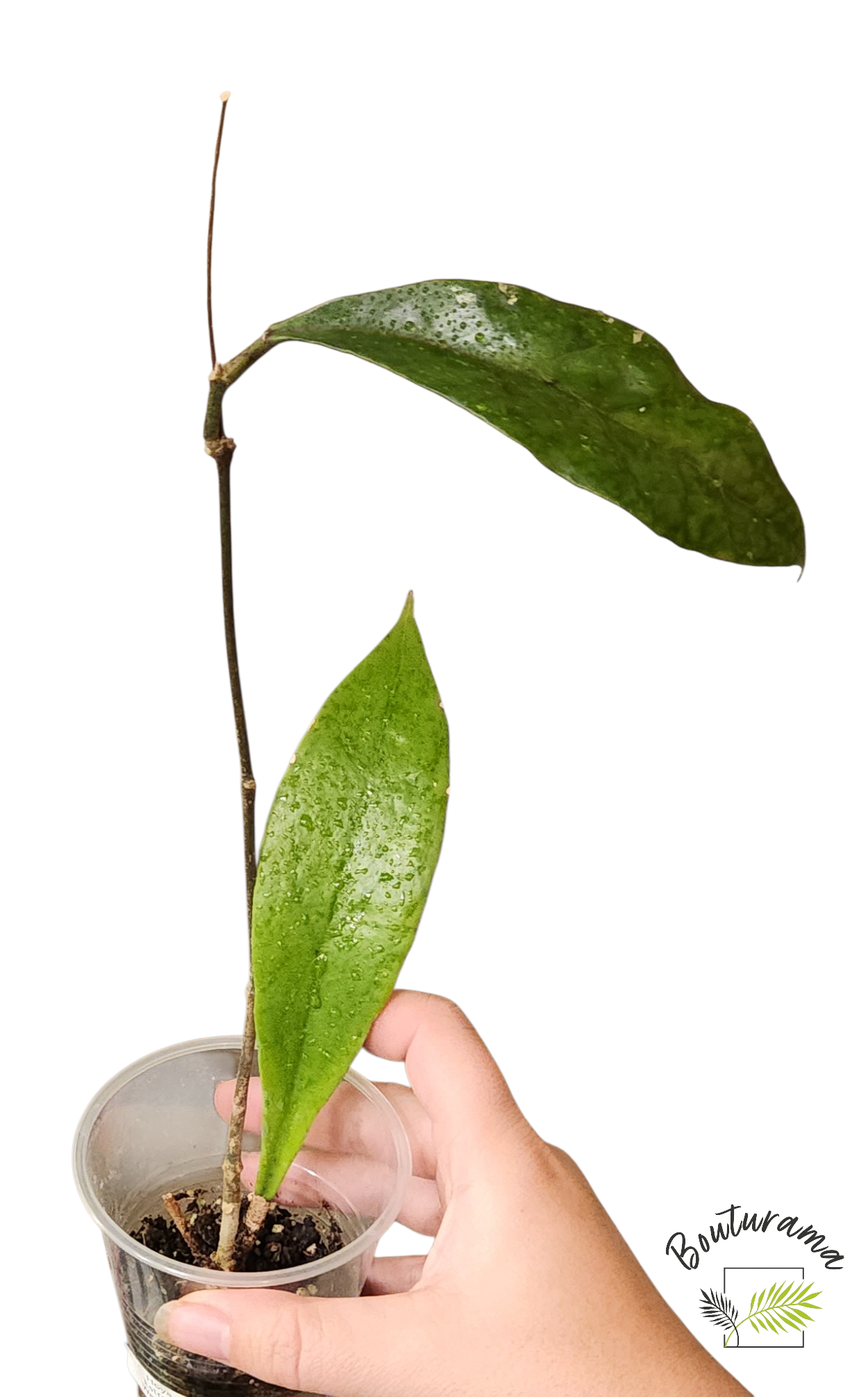 Hoya Estrella Waterfalls