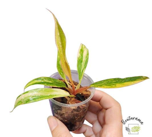 Philodendron Caramel Marble