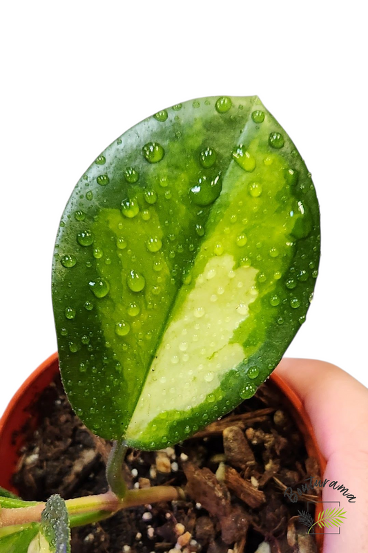 Hoya Australis Lisa