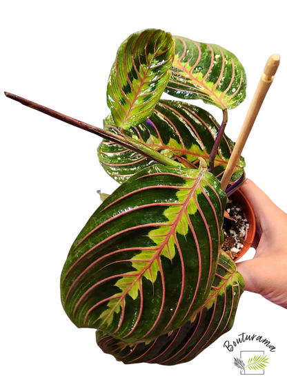 Maranta leuconeura erythroneura (Rouge)