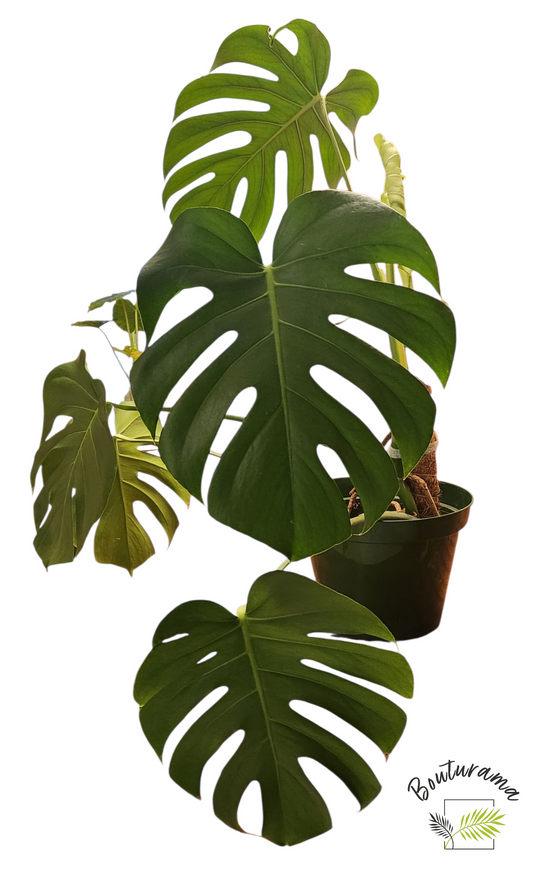 Monstera Deliciosa