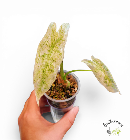 Alocasia Longiloba Mint