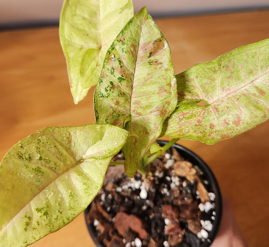 Syngonium Milk Confetti Tri-color variegated