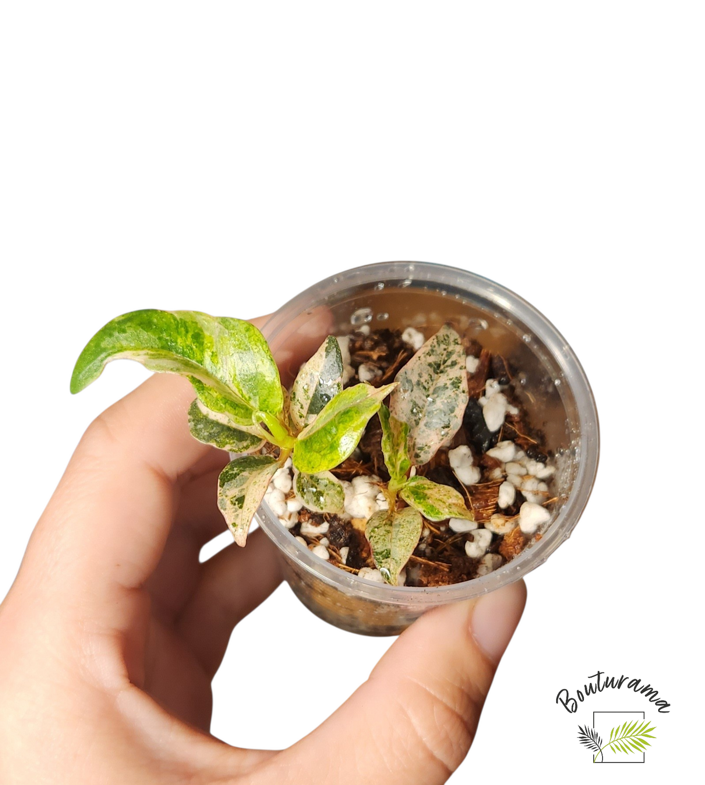 Ficus Shivereana Moonshine
