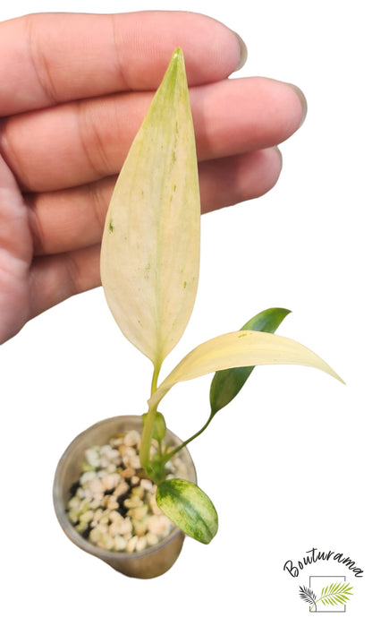 Epipremnum Giganteum Marble (tc)