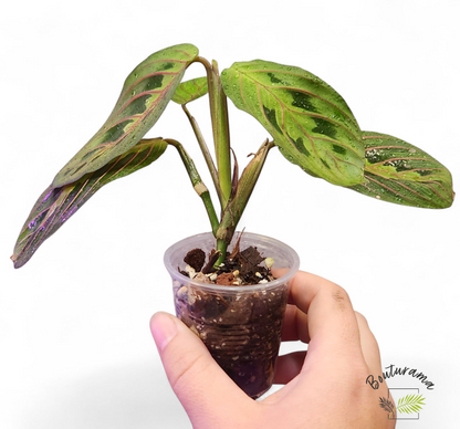 Maranta Leuconeura Erythroneura (Rouge)