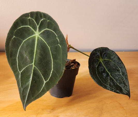 Anthurium (forgetti x luxurians) x papillilaminum