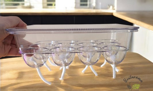 Plateau semi-hydro / pour bulbilles d'alocasias