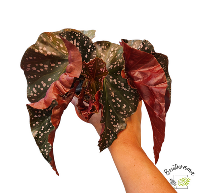 Begonia Cracklin Rosie