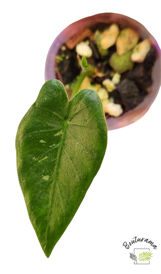 Alocasia Okinawa Silver