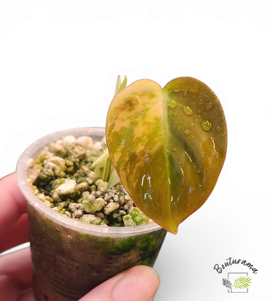 Philodendron Micans Mint